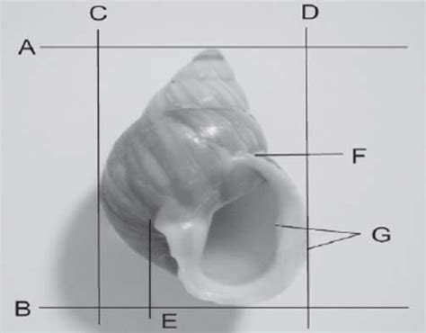 measuring snail shell thickness|gastropod shell height.